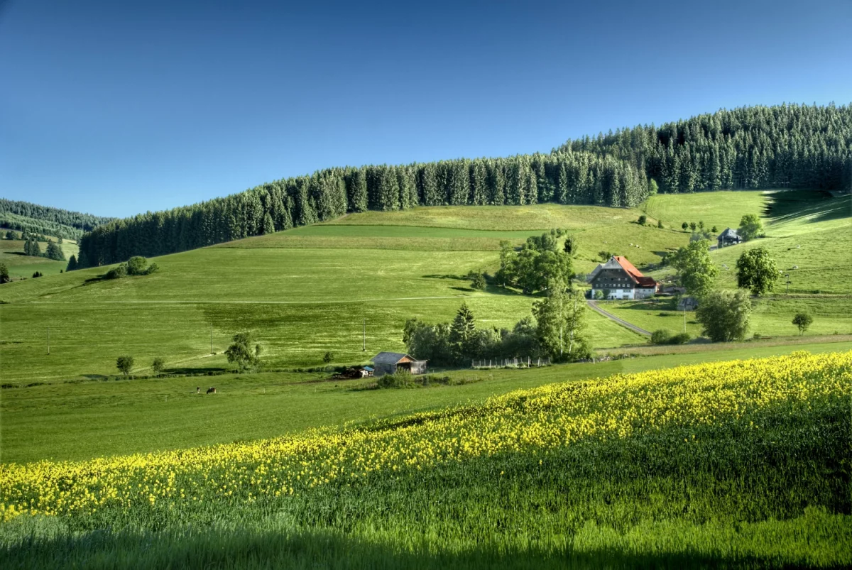 Jak udekorować wesele